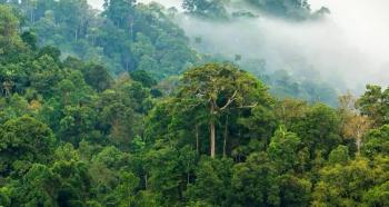 La foret de la RDC